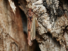 Mimaglossa nauplialis