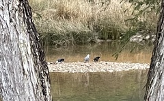 Columba leucomela
