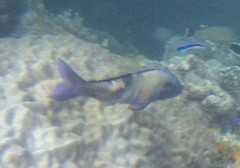 Parupeneus multifasciatus