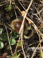 Bombus lapponicus