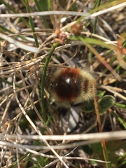 Bombus lapponicus