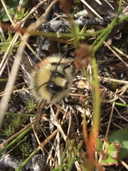 Bombus lapponicus