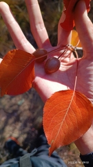 Pyrus phaeocarpa