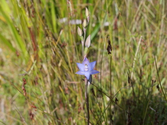 Thelymitra graminea