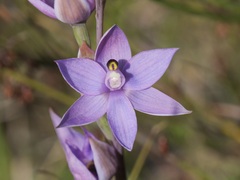 Thelymitra graminea