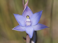 Thelymitra graminea