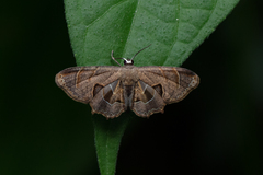 Phazaca leucocera