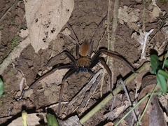 Heteropoda tetrica