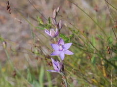 Thelymitra graminea
