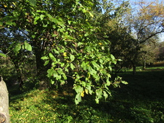 Malus orientalis