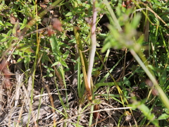 Thelymitra graminea