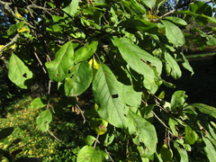 Malus orientalis