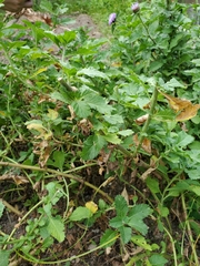 Centratherum punctatum