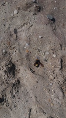 Megascolia maculata flavifrons