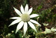 Actinotus helianthi