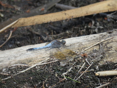 Orthetrum caledonicum