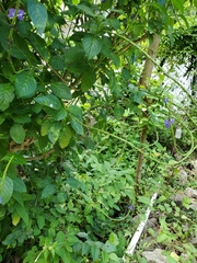 Stachytarpheta urticifolia