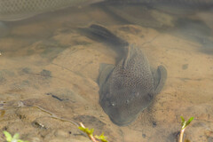 Hypostomus