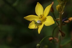 Australomisidia pilula