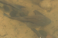 Hypostomus