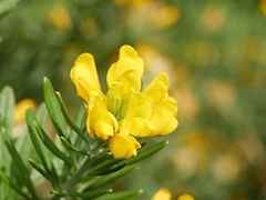 Genista linifolia