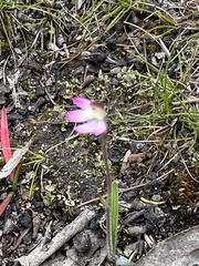 Caladenia pusilla