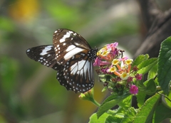 Danaus affinis