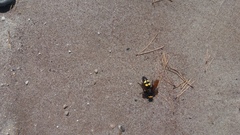 Megascolia maculata flavifrons