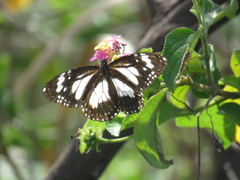 Danaus affinis