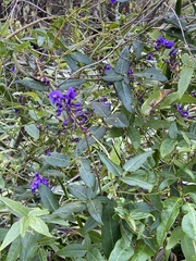 Hardenbergia