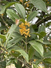 Osmanthus fragrans