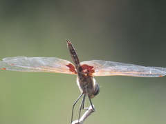 Tramea loewii