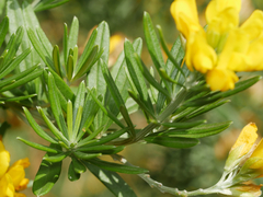 Genista linifolia