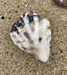 Saccostrea glomerata