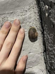 Cornu aspersum