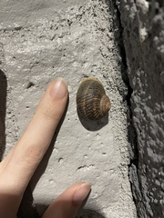 Cornu aspersum
