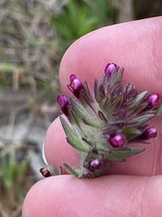 Parentucellia latifolia