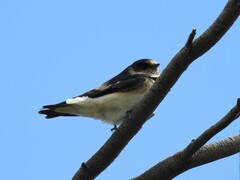 Petrochelidon nigricans
