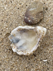 Saccostrea glomerata