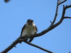 Petrochelidon nigricans