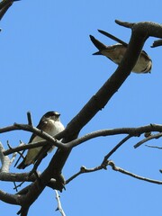 Petrochelidon nigricans
