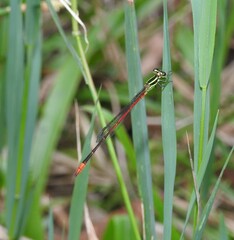Argiocnemis rubescens