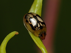 Peltoschema hamadryas