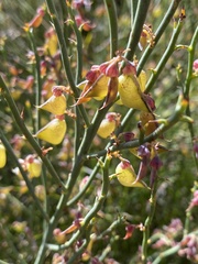 Daviesia brevifolia