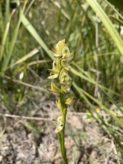 Prasophyllum elatum
