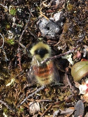 Bombus lapponicus