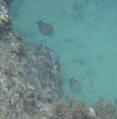 Acanthuridae