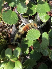 Bombus lapponicus