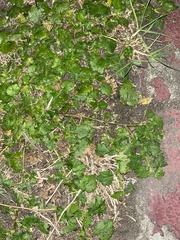 Modiola caroliniana