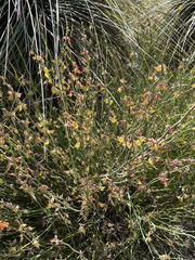 Daviesia brevifolia